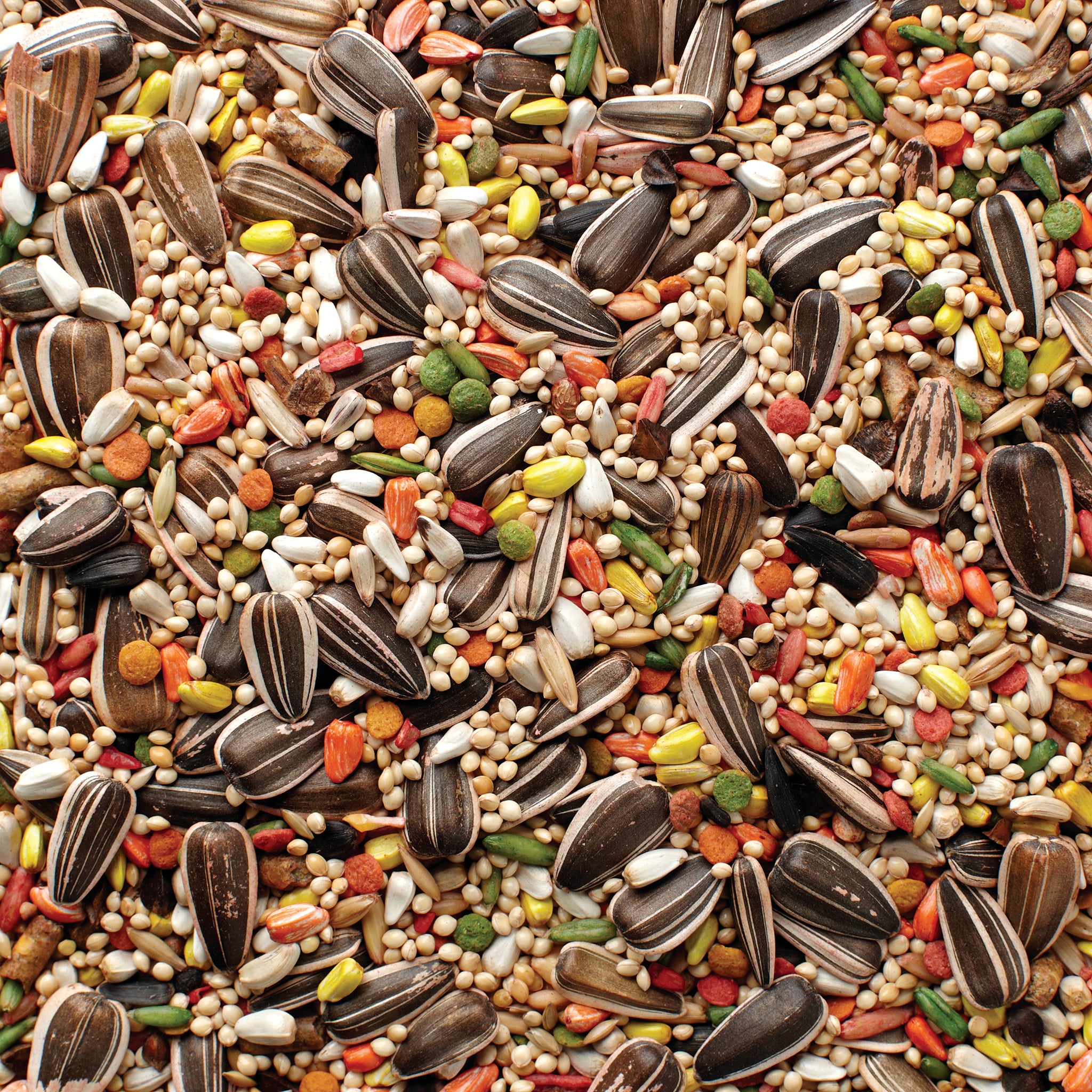 Grains Plus Cockatiel Blend Bird Seed – Jones Seed Company